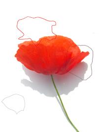 cette fleur est pour toi